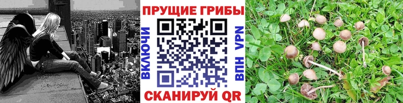 купить  сайты  Суздаль  Галлюциногенные грибы Cubensis 